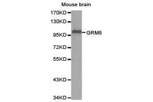 Western Blotting (WB) image for anti-Glutamate Receptor, Metabotropic 8 (GRM8) antibody (ABIN1872903) (GRM8 antibody)