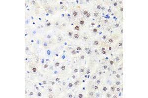 Immunohistochemistry of paraffin-embedded rat liver using POLR2B antibody (ABIN1876957) at dilution of 1:100 (40x lens).