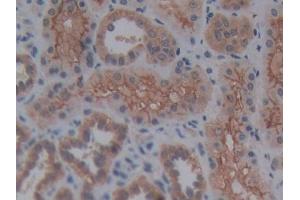 DAB staining on IHC-P; Samples: Human Kidney Tissue (Reelin antibody  (AA 2086-2296))