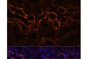 Immunofluorescence analysis of Mouse kidney using AQP3 Polyclonal Antibody at dilution of 1:100. (AQP3 antibody)