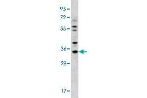 Western blot analysis of MDA-MB-231 cell lysate (35 ug/lane) with GJB5 polyclonal antibody . (GJB5 antibody  (Internal Region))