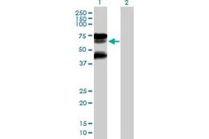 Western Blot analysis of RNF25 expression in transfected 293T cell line by RNF25 MaxPab polyclonal antibody. (RNF25 antibody  (AA 1-459))