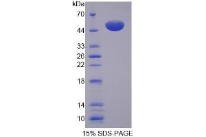 SDS-PAGE (SDS) image for Mitochondrial Translational Initiation Factor 2 (MTIF2) (AA 1-201) protein (His tag,GST tag) (ABIN4989425) (MTIF2 Protein (AA 1-201) (His tag,GST tag))