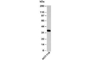 Western blot testing of human samples with EpCAM antibody at 2ug/ml. (EpCAM antibody  (C-Term))