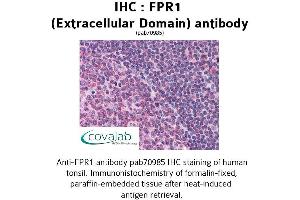 Image no. 1 for anti-Formyl Peptide Receptor 1 (FPR1) (2nd Extracellular Domain) antibody (ABIN1734450) (FPR1 antibody  (2nd Extracellular Domain))