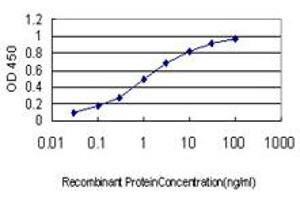 Detection limit for recombinant GST tagged CACNB2 is approximately 0. (CACNB2 antibody  (AA 213-301))