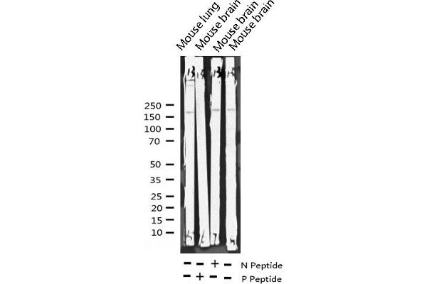 MED1 antibody  (pThr1457)