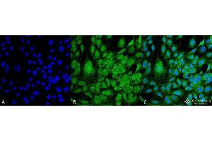 Immunocytochemistry/Immunofluorescence analysis using Mouse Anti-GRP78 Monoclonal Antibody, Clone 3G12-1G11 . (GRP78 antibody)