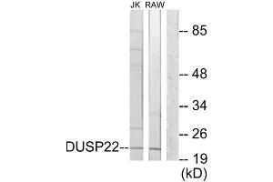 Western Blotting (WB) image for anti-Dual Specificity Phosphatase 22 (DUSP22) (Internal Region) antibody (ABIN1850001) (DUSP22 antibody  (Internal Region))