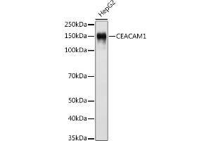Western blot analysis of extracts of HepG2 cells, using CE antibody (ABIN7266083) at 1:500 dilution. (CEACAM1 antibody)
