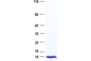 Validation with Western Blot (MED11 Protein (His tag))