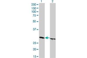 Western Blot analysis of HMGB1 expression in transfected 293T cell line by HMGB1 monoclonal antibody (M04), clone 1B2. (HMGB1 antibody  (AA 1-215))