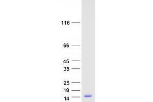 Validation with Western Blot (TXN Protein (Myc-DYKDDDDK Tag))