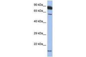 Image no. 1 for anti-Tumor Necrosis Factor Receptor Superfamily, Member 10a (TNFRSF10A) (AA 397-446) antibody (ABIN6748196) (TNFRSF10A antibody  (AA 397-446))