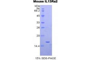 SDS-PAGE (SDS) image for Interleukin 13 Receptor, alpha 2 (IL13RA2) (AA 228-338) protein (His tag) (ABIN2121399)