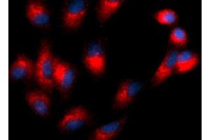 Immunofluorescence (IF) image for anti-Tetraspanin 26 (TSPAN26) (AA 112-241) antibody (PE) (ABIN5566698)