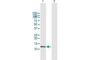 Western Blot analysis of NDUFA13 expression in transfected 293T cell line by NDUFA13 MaxPab polyclonal antibody. (NDUFA13 antibody  (AA 1-144))