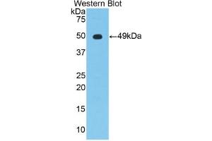 Detection of Recombinant NSE, Mouse using Polyclonal Antibody to Enolase, Neuron Specific (NSE) (ENO2/NSE antibody  (AA 2-434))