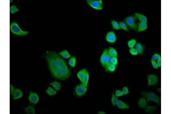 Nebulette antibody  (AA 438-533)