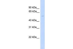 WB Suggested Anti-TUBG2 Antibody Titration: 0. (TUBG2 antibody  (Middle Region))