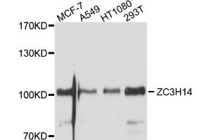 Western blot analysis of extracts of various cell lines, using ZC3H14 antibody. (ZC3H14 antibody)