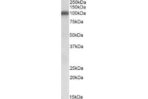 ABIN768662 (0. (Glutamate Receptor 1 antibody  (AA 264-277))