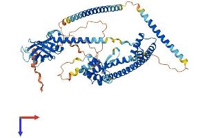 ENOX2 Protein (AA 1-598) (His tag)
