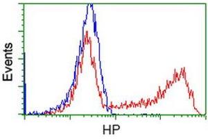 HEK293T cells transfected with either RC223612 overexpress plasmid (Red) or empty vector control plasmid (Blue) were immunostained by anti-HP antibody (ABIN2453139), and then analyzed by flow cytometry. (Haptoglobin antibody)