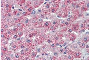 Anti-TAOK1 antibody  ABIN1049394 IHC staining of human liver. (TAO Kinase 1 (TAOK1) (Internal Region) antibody)