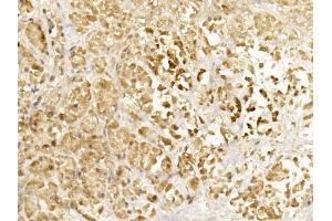 Immunohistochemical analysis of paraffin-embedded Human pancreas section using Pink1 C. (Glucagon antibody  (C-Term))