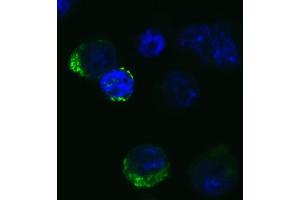 Immunofluorescence Validation of SARS-CoV-2 (COVID-19) Spike RBD in 293 Transfected CellsImmunofluorescent analysis of 4 % paraformaldehyde-fixed Spike transfected 293 cells labeling SARS-CoV-2 (COVID-19) Spike RBD with ABIN6952968 at 20 μg/mL, followed by goat anti-rabbit IgG secondary antibody at 1/500 dilution (green) and DAPI staining (blue). (SARS-CoV-2 Spike antibody  (RBD))