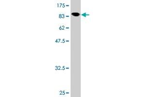 NXF3 antibody  (AA 1-531)