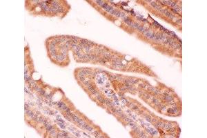 IHC(P) staining of mouse intestine tissue (NFKB2 antibody  (AA 1-340))