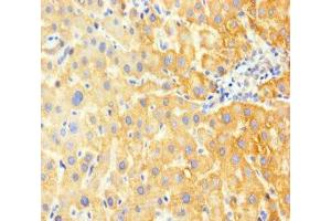 Immunohistochemistry of paraffin-embedded human liver tissue using ABIN7153912 at dilution of 1:100