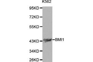Western blot analysis of extracts of K562 cells using BMI1 antibody.