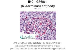 Image no. 1 for anti-G Protein-Coupled Receptor 81 (GPR81) (Extracellular Domain), (N-Term) antibody (ABIN1735171) (GPR81 antibody  (Extracellular Domain, N-Term))