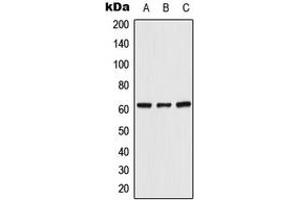 Western blot analysis of UGT8 expression in HeLa (A), Raw264.