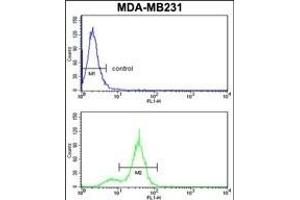 CPN2 Antibody (N-term) (ABIN391524 and ABIN2841483) flow cytometry analysis of MDA-M cells (bottom histogram) compared to a negative control cell (top histogram). (CPN2 antibody  (N-Term))