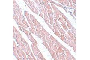 Immunohistochemistry (IHC) image for anti-Transmembrane Protein 184C (TMEM184C) (C-Term) antibody (ABIN1030749) (TMEM184C antibody  (C-Term))