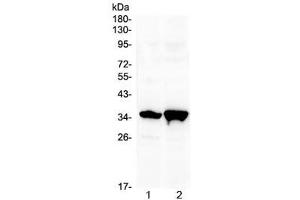Western blot testing of 1) rat brain and 2) mouse brain with Six3 antibody at 0. (SIX3 antibody  (AA 1-32))