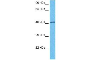 Host:  Mouse  Target Name:  PAX6  Sample Tissue:  Mouse Testis  Antibody Dilution:  1ug/ml (PAX6 antibody  (N-Term))