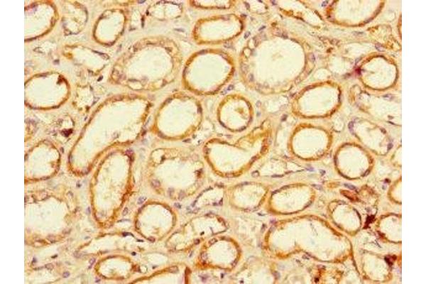 LACTB2 antibody  (AA 6-288)