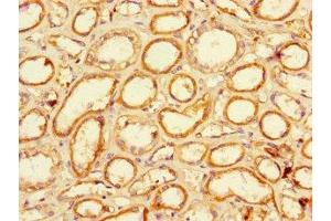 Immunohistochemistry of paraffin-embedded human kidney tissue using ABIN7151711 at dilution of 1:100