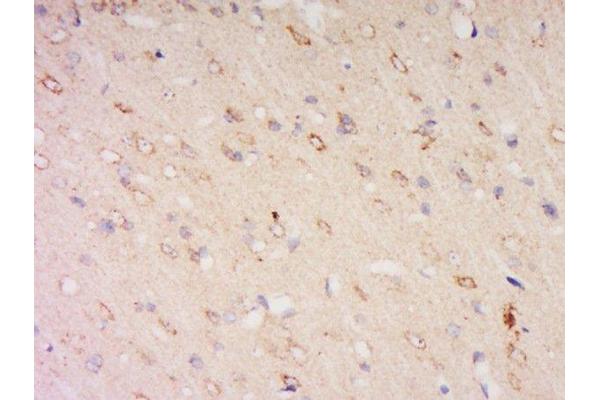 CLN8 antibody  (AA 201-286)