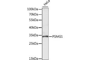 Western blot analysis of extracts of HeLa cells, using PSMG1 antibody (ABIN7269593) at 1:1000 dilution.