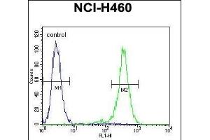 OR2B11 Antibody (C-term) (ABIN655367 and ABIN2844924) flow cytometric analysis of NCI- cells (right histogram) compared to a negative control cell (left histogram). (OR2B11 antibody  (C-Term))