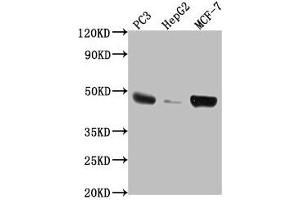 Western Blot Positive WB detected in: PC3 whole cell lysate, HepG2 whole cell lysate, MCF-7 whole cell lysate All lanes: TNFRSF25 antibody at 1:2000 Secondary Goat polyclonal to rabbit IgG at 1/50000 dilution Predicted band size: 46, 24, 28, 20, 15, 14, 26, 41, 42, 30 kDa Observed band size: 46 kDa (DR3/LARD antibody  (AA 221-417))