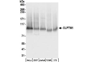 anti-Cleft Lip and Palate Associated Transmembrane Protein 1 (CLPTM1) (AA 619-669) antibody