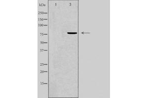 Western blot analysis of GRP78 expression in COS7 cell lysate. (GRP78 antibody)