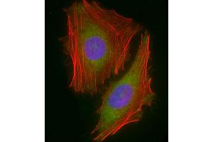 Immunofluorescent analysis of 4 % paraformaldehyde-fixed, 0. (Chemerin antibody  (AA 1-35))